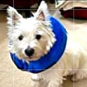 Katoggy Inflatable Dog Cone, Soft Protective for Recovery After Surgery Size S